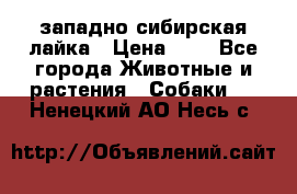 западно сибирская лайка › Цена ­ 0 - Все города Животные и растения » Собаки   . Ненецкий АО,Несь с.